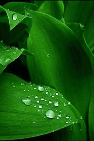 Nature Drops Live Wallpaper截图1