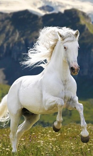 Horses HD Wallpapers截图7