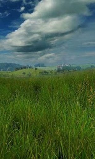 Grassland live wallpaper截图5