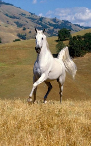 Beautiful Horses截图7