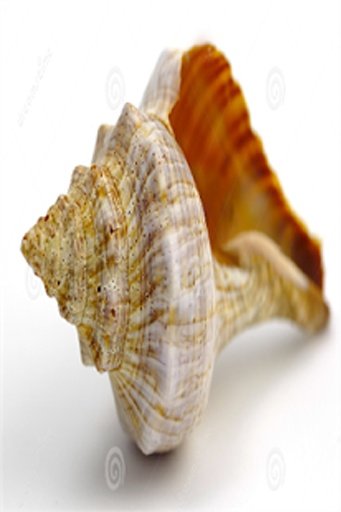 Sea Shell截图4