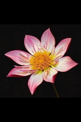 Flowers Plants Live Wallpaper截图4