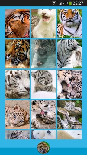 Animals Wallpapers截图2