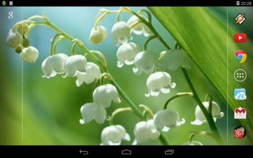 Beautiful Flowers截图3