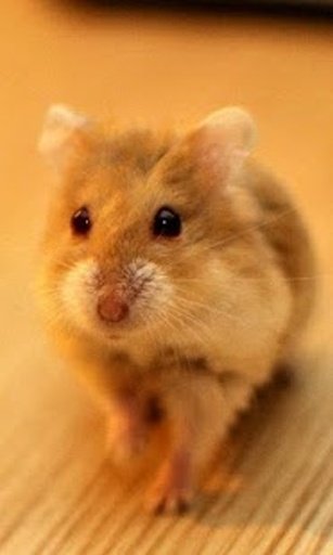 Hamster HD wallpaper截图2