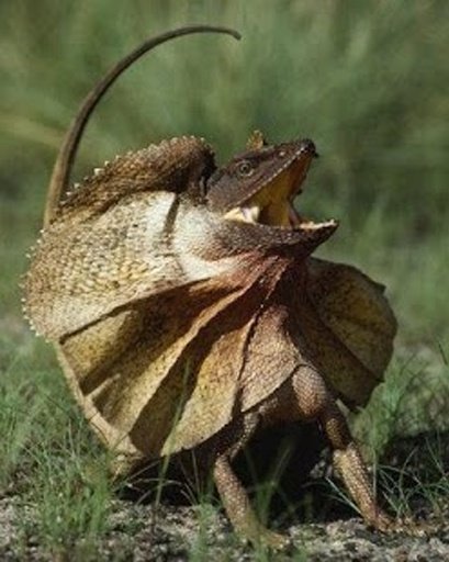 Frilled Dragon Running Story截图6