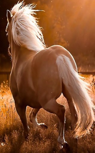 Beautiful Horses截图8