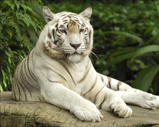 Rare white tiger Wallpapers截图4