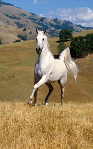 Beautiful Horses截图2