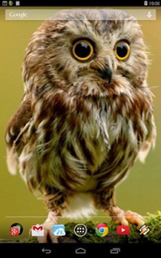 Owl Live Wallpapers截图1