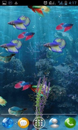 Beta Fish Pond Live Wallpaper截图3