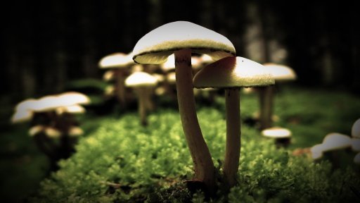 Amazing 3D Mushroom Free HD截图4