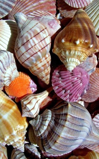 Sea Shells Tale Live Wallpaper截图5