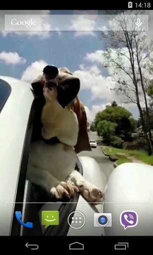 Dog in car Video LWP截图2