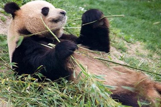 China Panda Wallpaper截图3