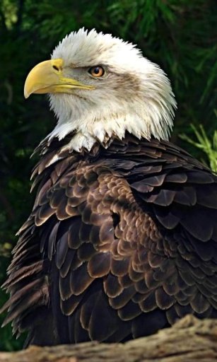 Bald eagle Live Wallpaper截图1