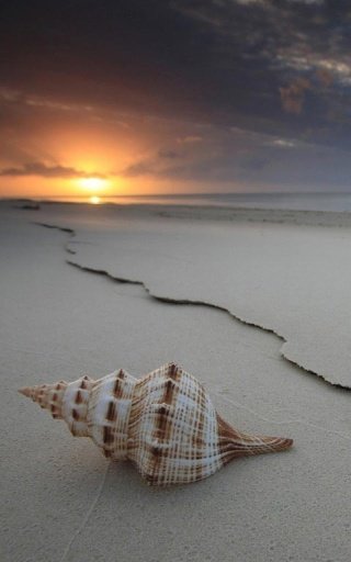 Sea Shells Tale Live Wallpaper截图2