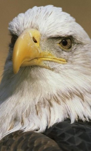 Bald eagle Live Wallpaper截图2