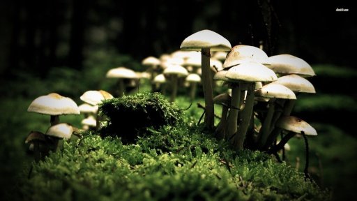 Amazing 3D Mushroom Free HD截图2