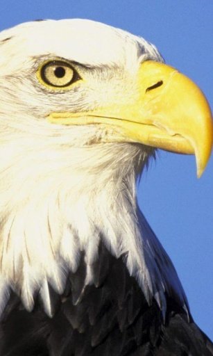 Bald eagle Live Wallpaper截图4