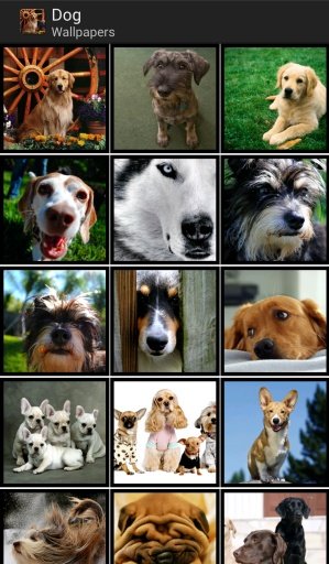 Dog - HD Wallpapers截图1