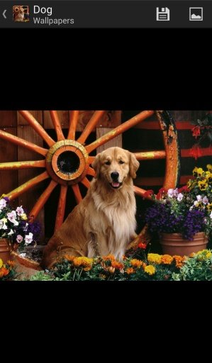 Dog - HD Wallpapers截图2