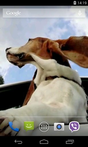 Dog in car Video LWP截图3