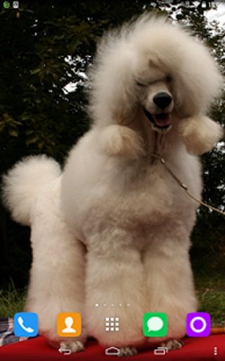 Poodle Live Wallpaper截图1