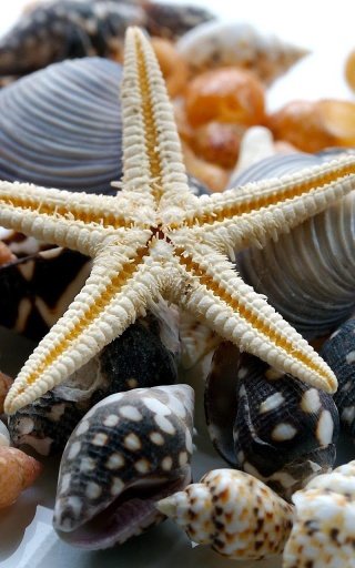 Sea Shells Tale Live Wallpaper截图6