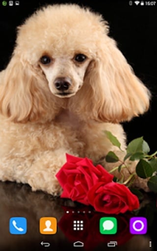 Poodle Live Wallpaper截图3