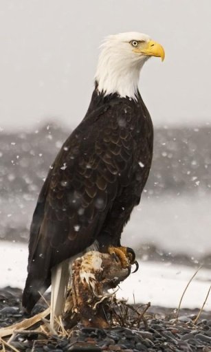 Bald eagle Live Wallpaper截图3