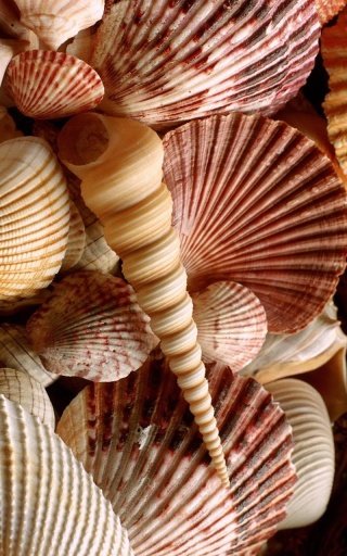 Sea Shells Tale Live Wallpaper截图3