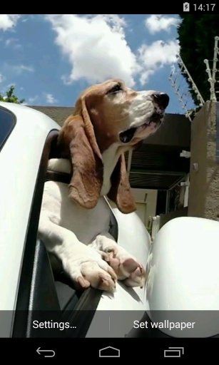 Dog in car Video LWP截图4