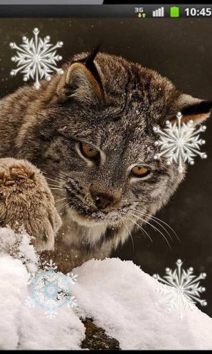 Winter Animals live wallpaper截图1