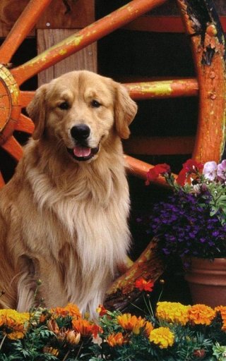 Golden Retriever Wallpaper截图2