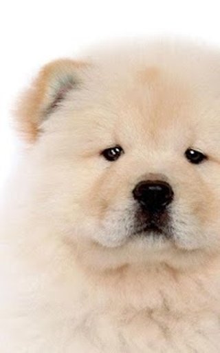 Chow Chow Cute Wallpapers截图1