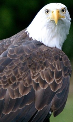 Bald eagle Live Wallpaper截图5