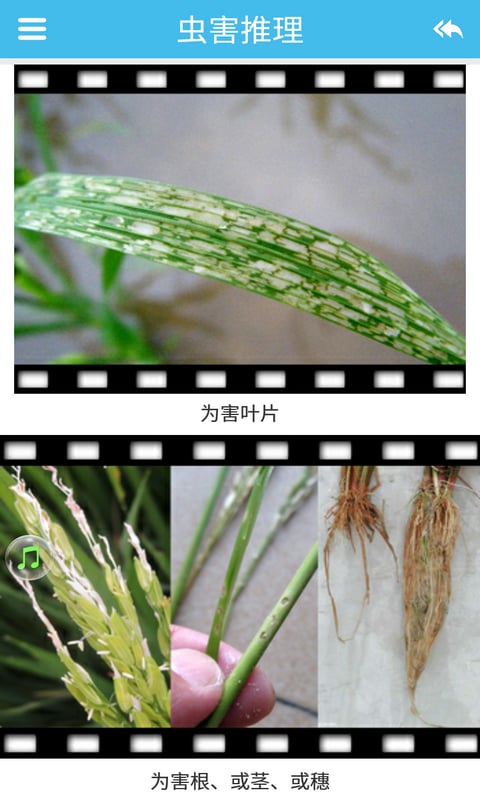 水稻病虫害截图5
