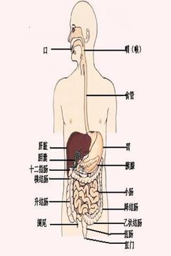 人体解剖截图