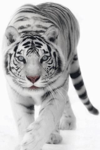 White Tiger Live Wallpaper截图2