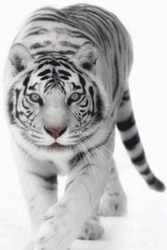 White Tiger Live Wallpaper截图