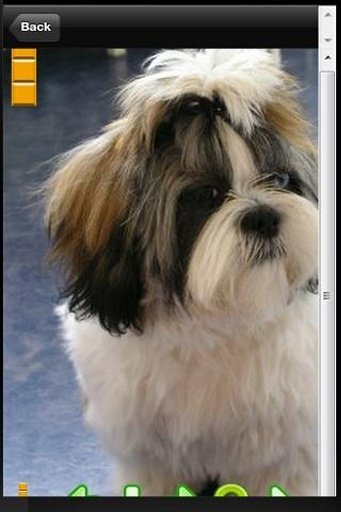 The Talking Shih Tzu Dog Games截图2