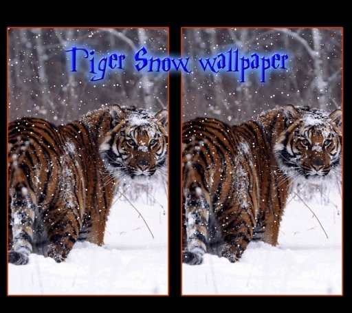 Snow Tiger Live Wallpaper截图3