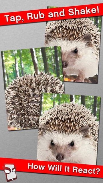 Angry Hedgehog Free!截图2