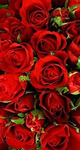 Rose Wallpapers截图7