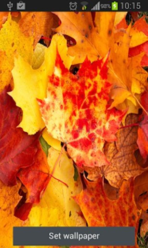 Leaf Live wallpaper截图8