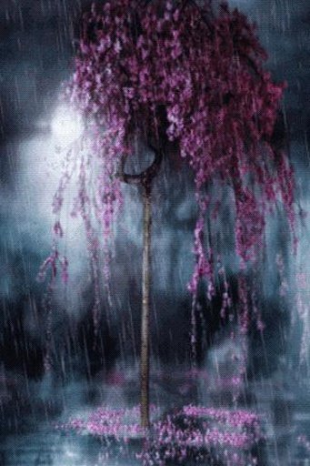 Cherry Blossom Tree Live Wallpaper截图1