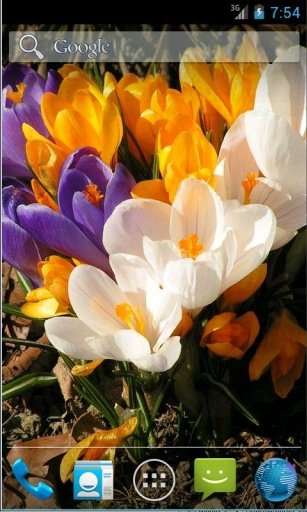 Crocus Spring Flowers LWP截图1