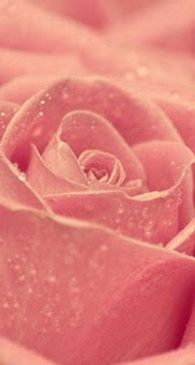 Rose Wallpapers截图5