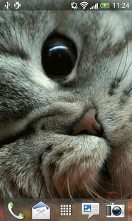 Kittens Live Wallpaper截图1